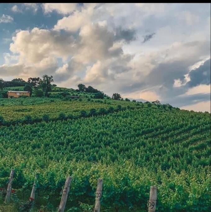 Casa Vigneto Octávio no Vale dos Vinhedos Villa Bento Gonçalves Exterior foto